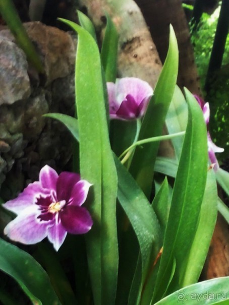 Тропическая зима в аптекарском огороде