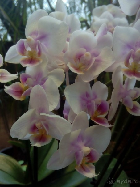 Тропическая зима в аптекарском огороде