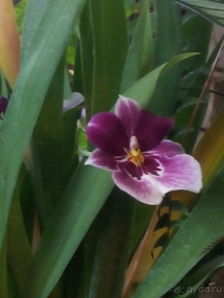 Тропическая зима в аптекарском огороде