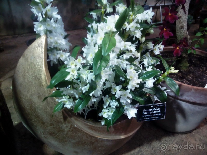 Тропическая зима в аптекарском огороде