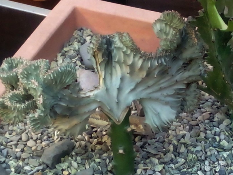 Тропическая зима в аптекарском огороде