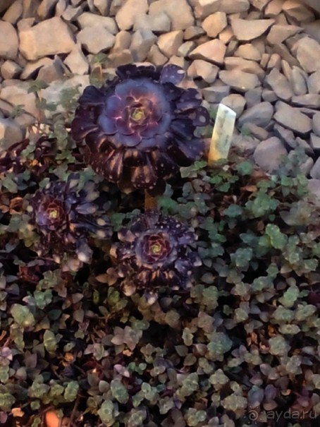 Тропическая зима в аптекарском огороде