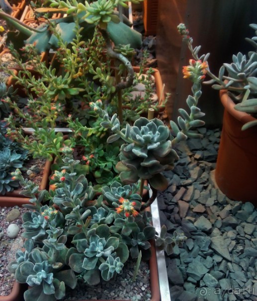 Тропическая зима в аптекарском огороде