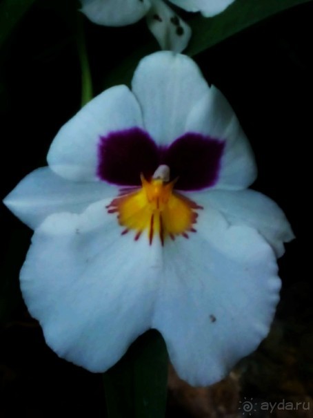 Тропическая зима в аптекарском огороде