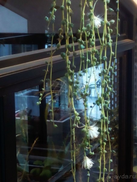 Тропическая зима в аптекарском огороде