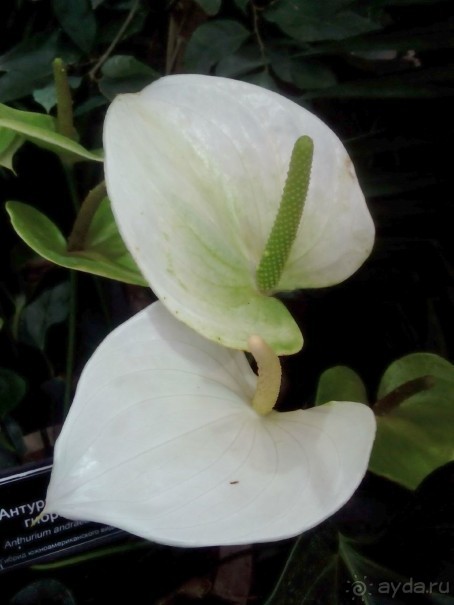 Тропическая зима в аптекарском огороде