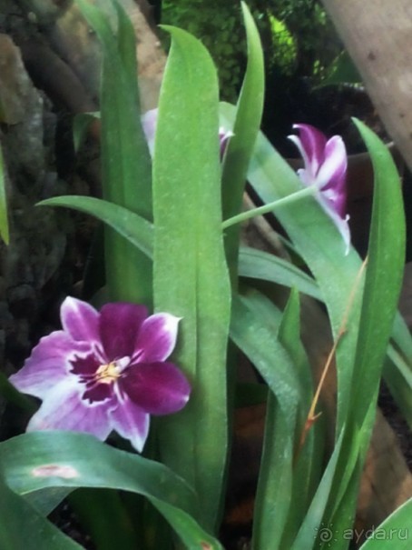 Тропическая зима в аптекарском огороде