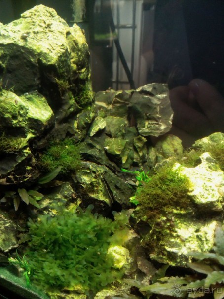 Тропическая зима в аптекарском огороде