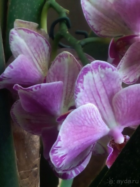 Тропическая зима в аптекарском огороде