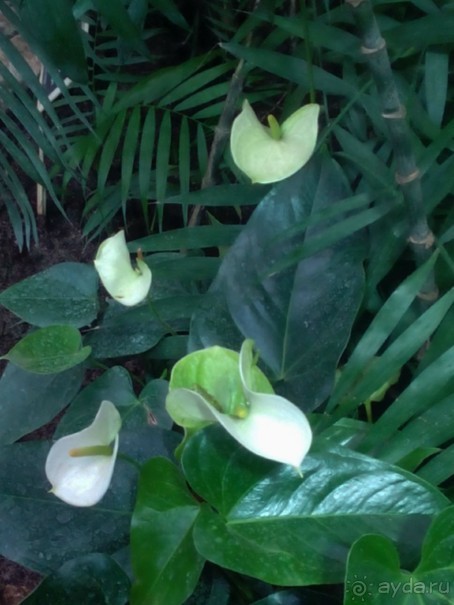 Тропическая зима в аптекарском огороде