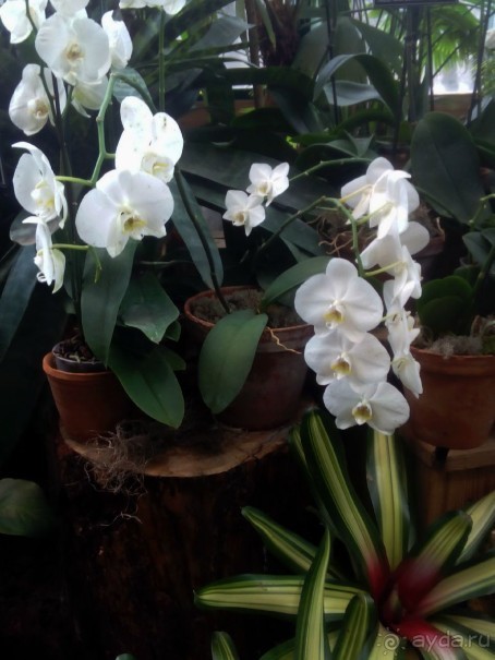 Тропическая зима в аптекарском огороде