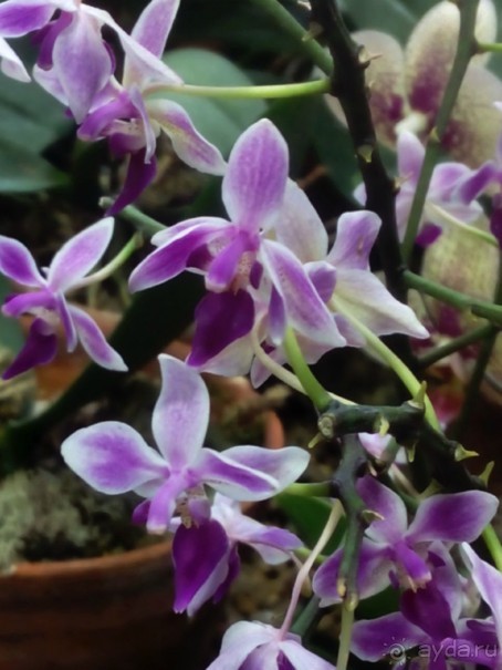 Тропическая зима в аптекарском огороде