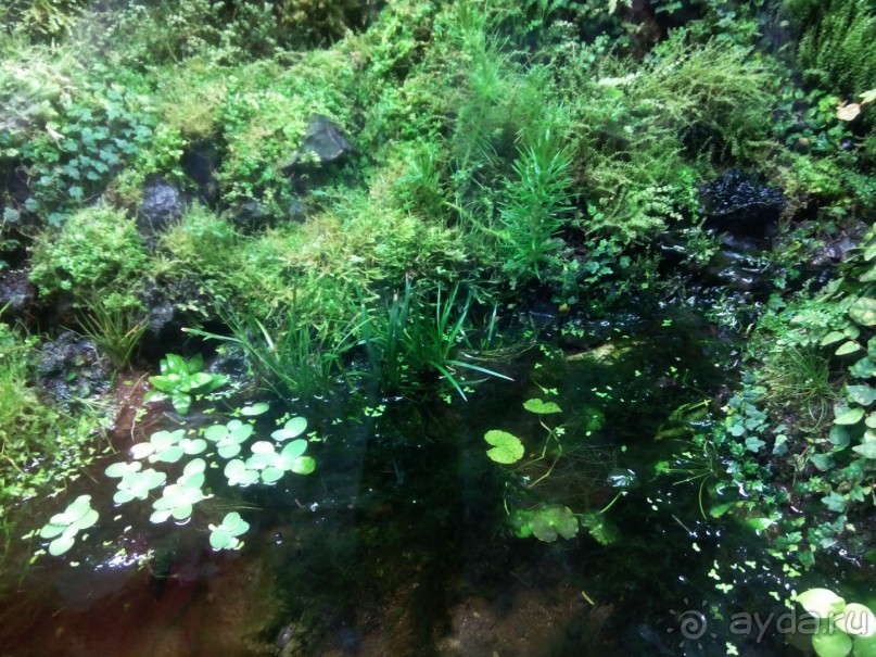 Тропическая зима в аптекарском огороде