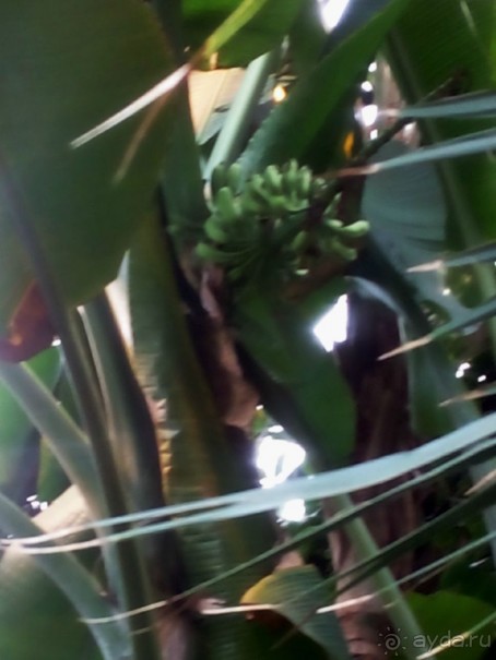 Тропическая зима в аптекарском огороде