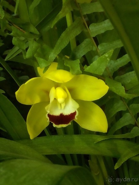 Тропическая зима в аптекарском огороде