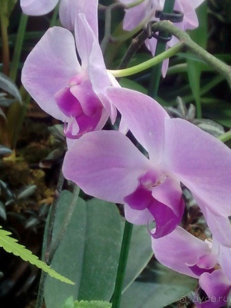 Тропическая зима в аптекарском огороде