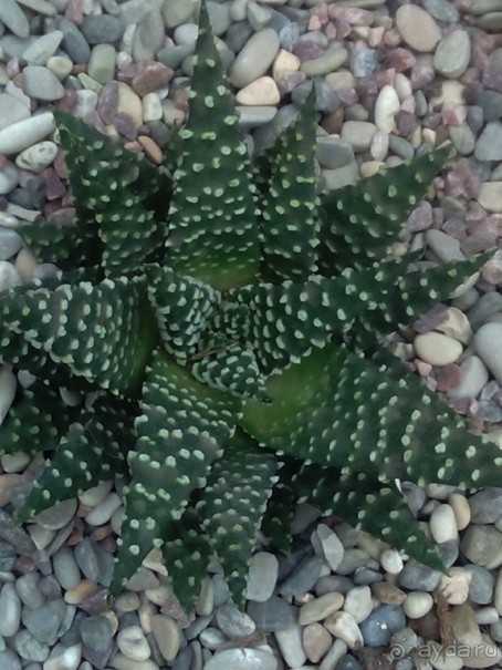 Тропическая зима в аптекарском огороде