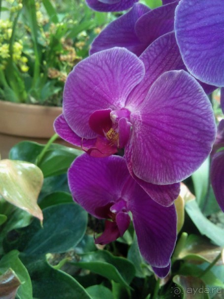 Тропическая зима в аптекарском огороде