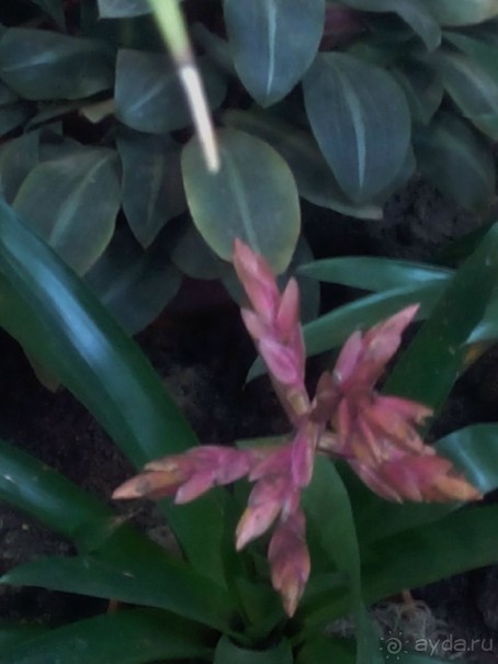 Тропическая зима в аптекарском огороде