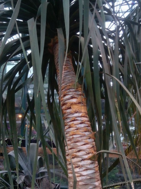 Тропическая зима в аптекарском огороде