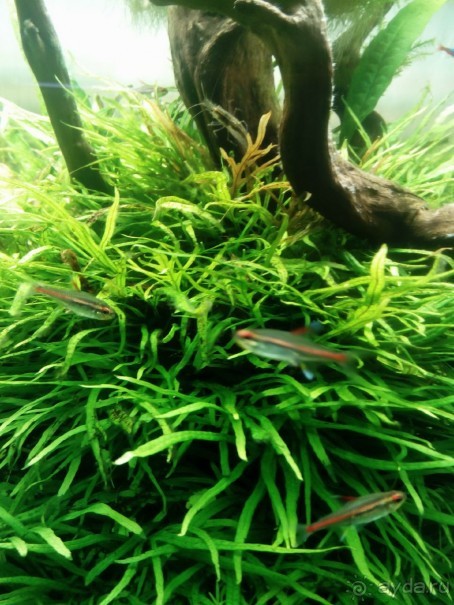 Тропическая зима в аптекарском огороде