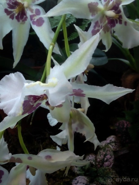 Тропическая зима в аптекарском огороде