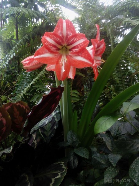 Тропическая зима в аптекарском огороде