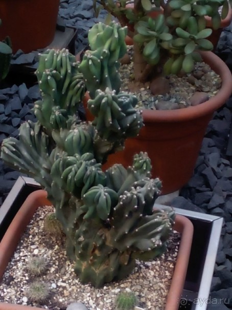 Тропическая зима в аптекарском огороде