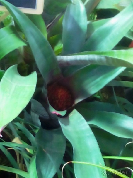 Тропическая зима в аптекарском огороде