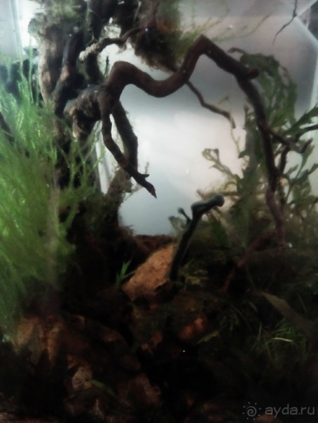 Тропическая зима в аптекарском огороде