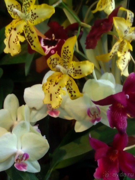 Тропическая зима в аптекарском огороде