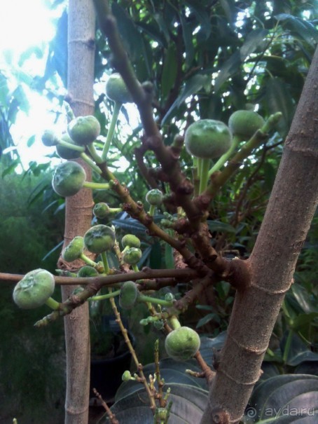 Тропическая зима в аптекарском огороде