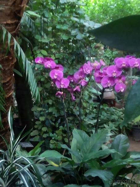 Тропическая зима в аптекарском огороде