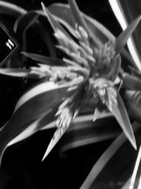 Тропическая зима в аптекарском огороде