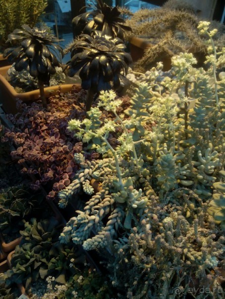 Тропическая зима в аптекарском огороде