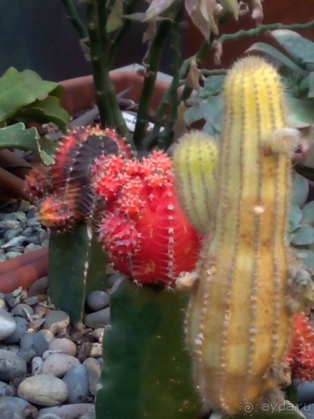 Тропическая зима в аптекарском огороде