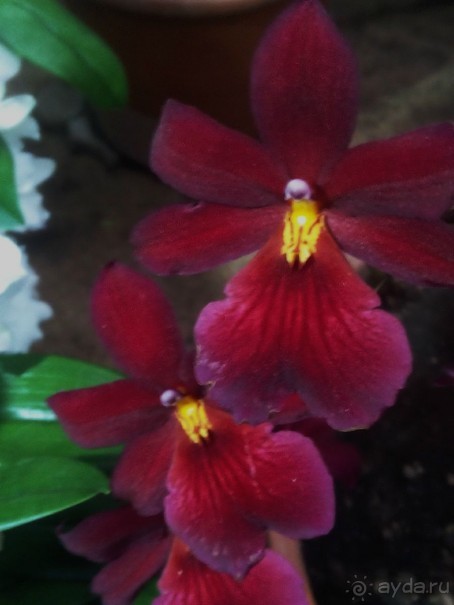 Тропическая зима в аптекарском огороде