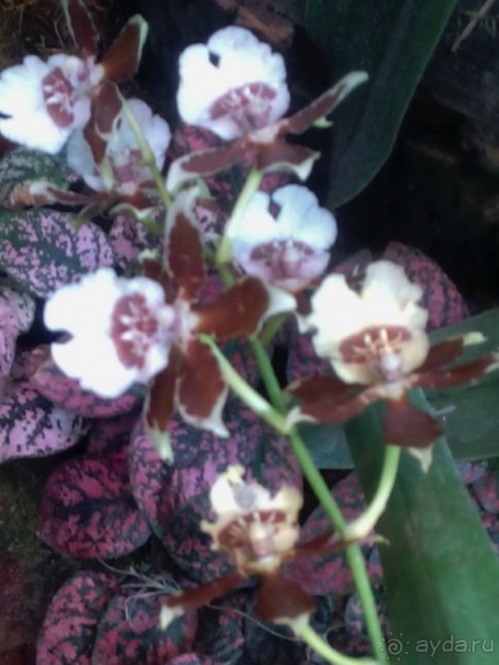 Тропическая зима в аптекарском огороде