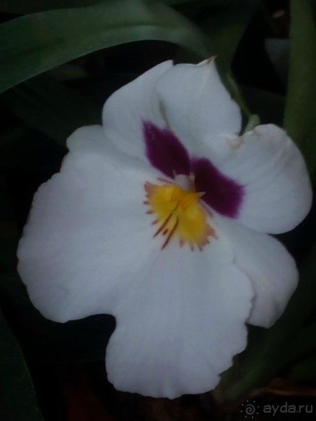 Тропическая зима в аптекарском огороде