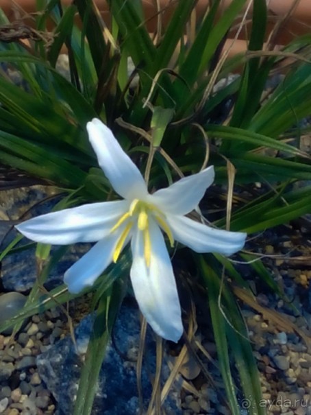 Тропическая зима в аптекарском огороде