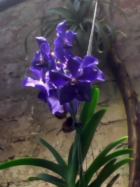 Тропическая зима в аптекарском огороде