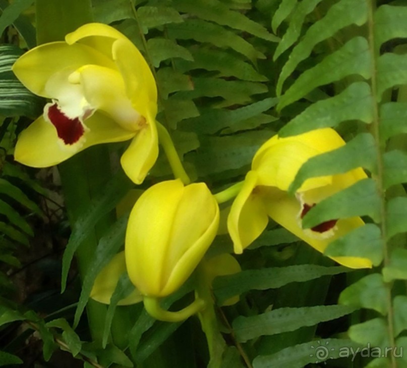 Тропическая зима в аптекарском огороде