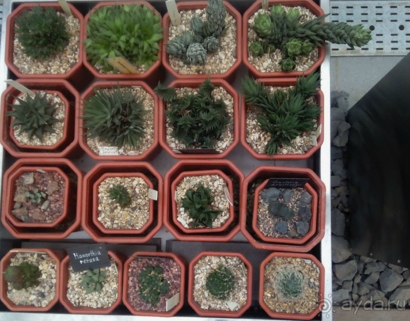 Тропическая зима в аптекарском огороде