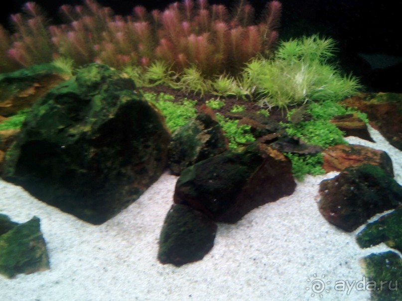 Тропическая зима в аптекарском огороде