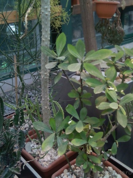 Тропическая зима в аптекарском огороде