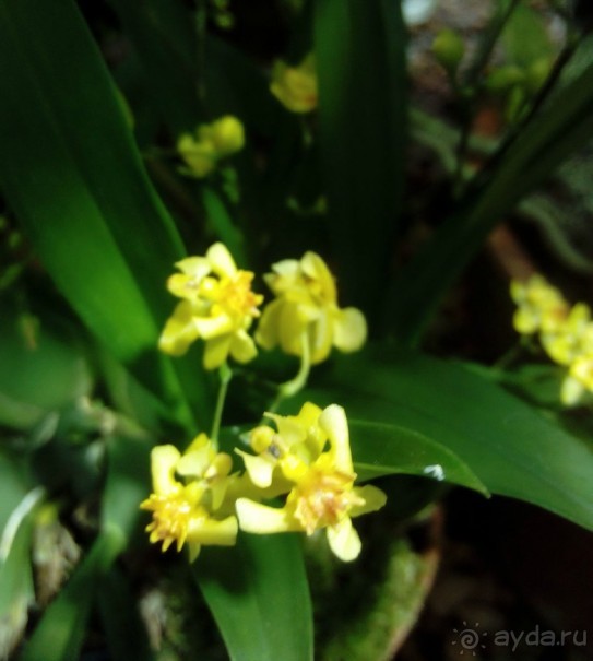 Тропическая зима в аптекарском огороде