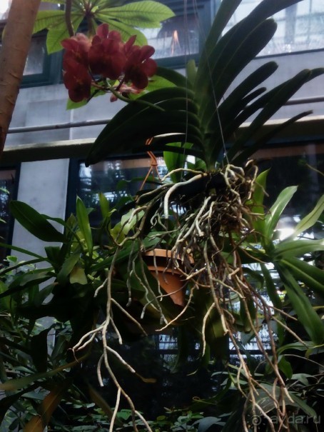 Тропическая зима в аптекарском огороде