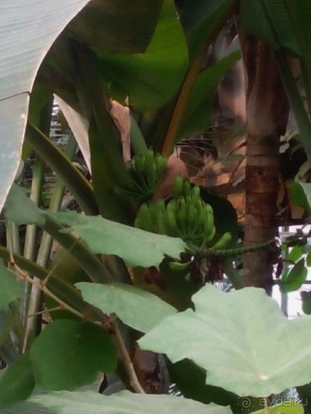 Тропическая зима в аптекарском огороде