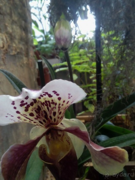 Тропическая зима в аптекарском огороде