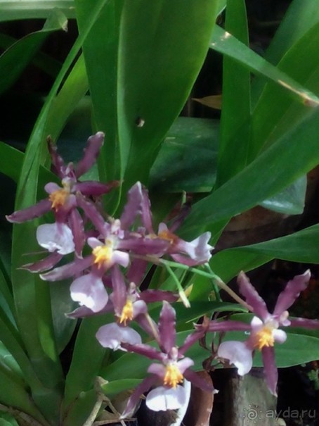 Тропическая зима в аптекарском огороде
